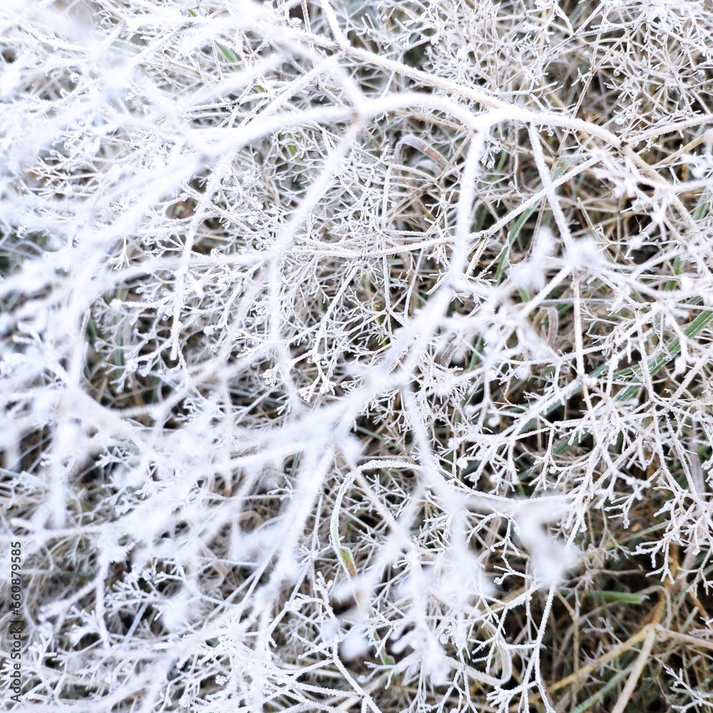 First frost, frost on dry grass
First frost, frost on dry grass