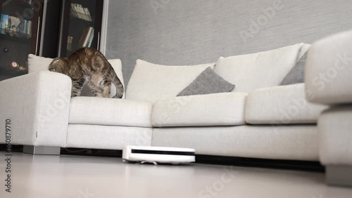 The robot vacuum cleaner cleans while the cat rests on the sofa.