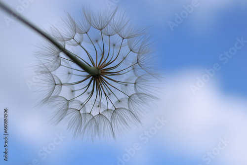Fototapeta Naklejka Na Ścianę i Meble -  Blue abstract Dandelion flower background. Freedom to Wish. Seed macro close up. Fragility. Beautiful flower Dandelion on a background of clear blue sky. Taraxacum Erythrospermum. Silhouette dandelion