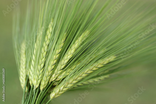 Close up and background of green ears of cereal. Closeup of ear of wheat. Unripe cereal plants as fresh green background. Macro close up of young ears of young green wheat. Greenery background