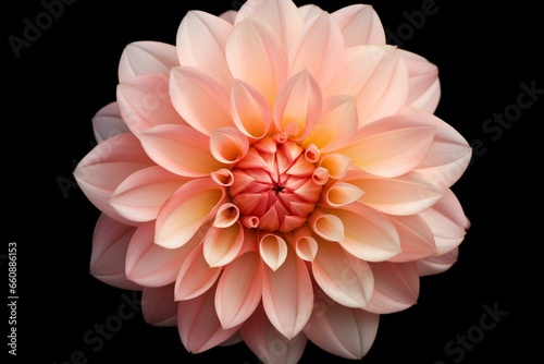 Isolated dahlia flower with transparent background. Generative AI