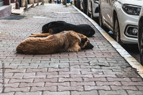 Photography Two street dogs sleeping on the sidewalk in Istanbul