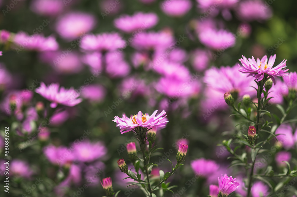 Purple flowers of perennial aster. Autumn asters. Selective focus, blurred background. Purple flowers of perennial aster. Autumn asters. Selective focus, blurred background.