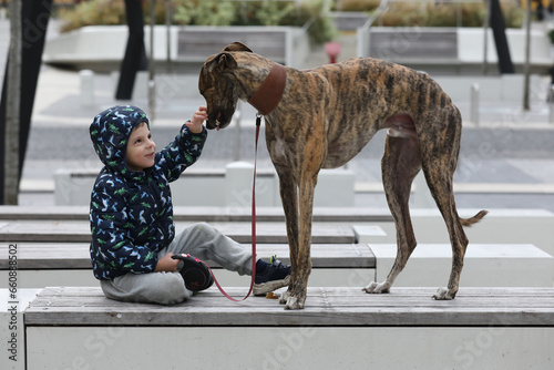 Child walkng with dog outdoor. Big cute greyhound dog walking with baby boy photo