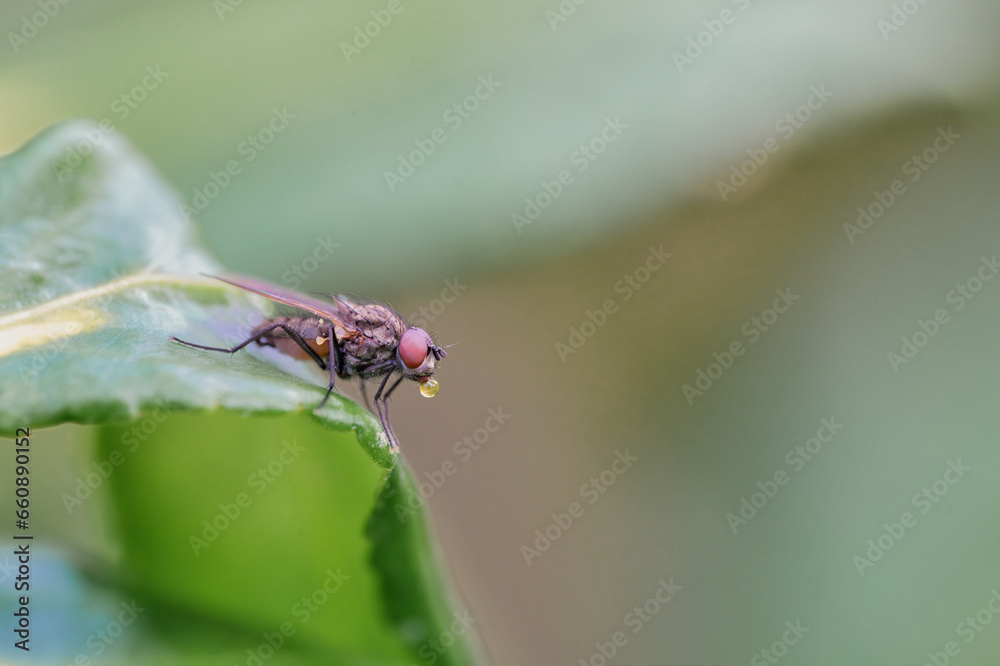 insecta, natur, makro, dragonfly, green, badgered, tier, blatt, insecta, natur, makro, dragonfly, green, badgered, tier, blatt,