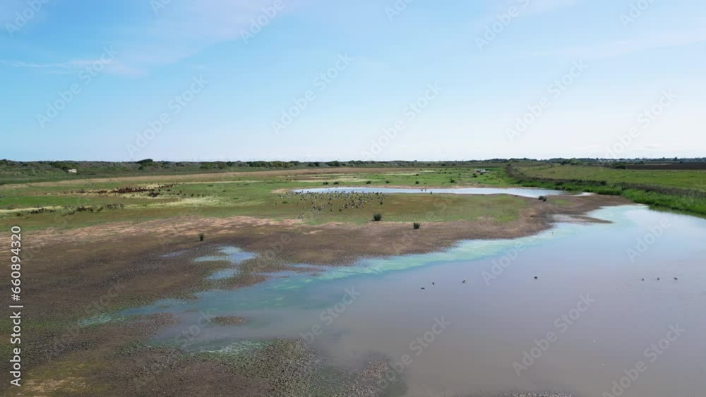 Aerial video captures the charm of saltwater marshlands on the Lincolnshire coast, with seabirds both in flight and resting on the lagoons and inland lakes. Aerial video captures the charm of saltwater marshlands on the Lincolnshire coast, with seabirds both in flight and resting on the lagoons and inland lakes.