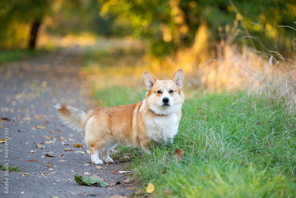 Welsh Corgi Pembroke on an autumn walk Welsh Corgi Pembroke on an autumn walk