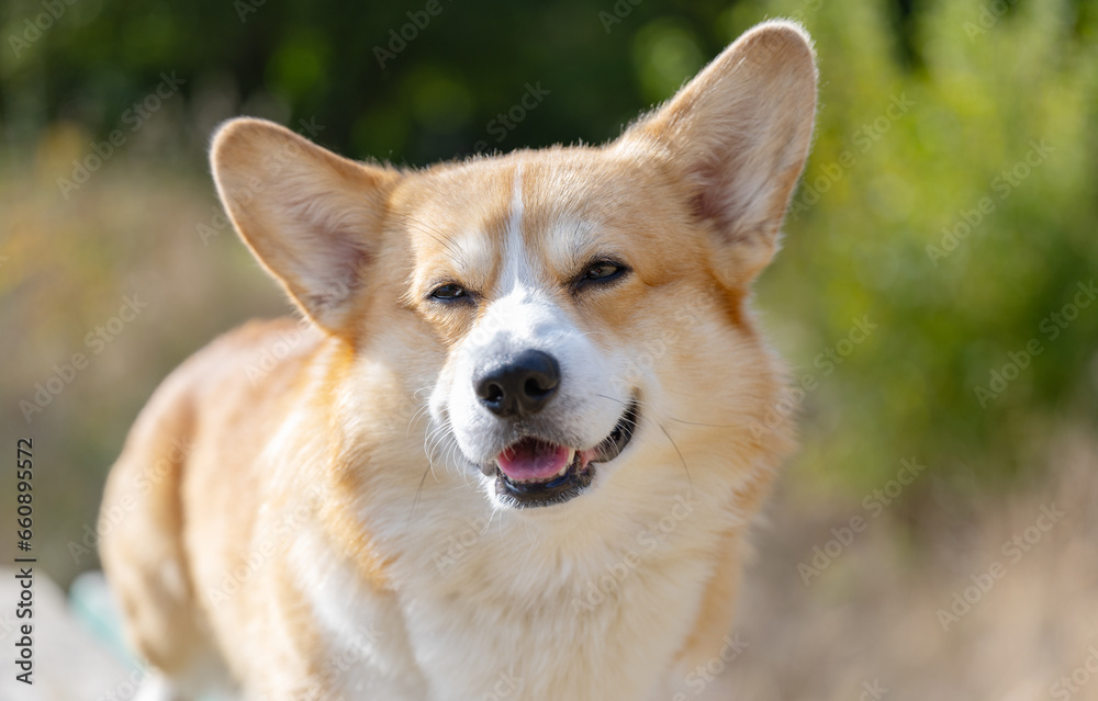 Welsh Corgi Pembroke on an autumn walk