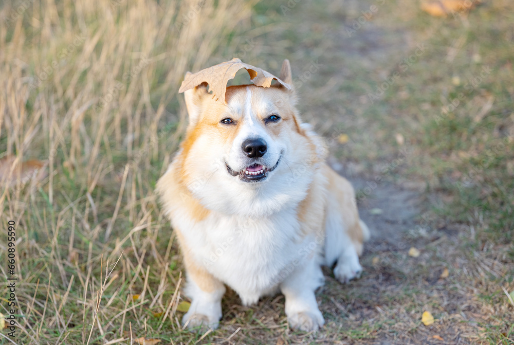 Welsh Corgi Pembroke on an autumn walk