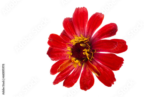red zinnia flower isolated