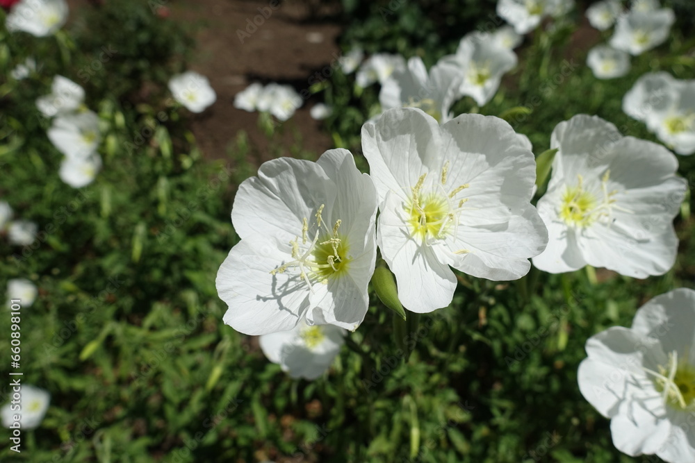 Close view of white flower of Oenothera speciosa in June Close view of white flower of Oenothera speciosa in June