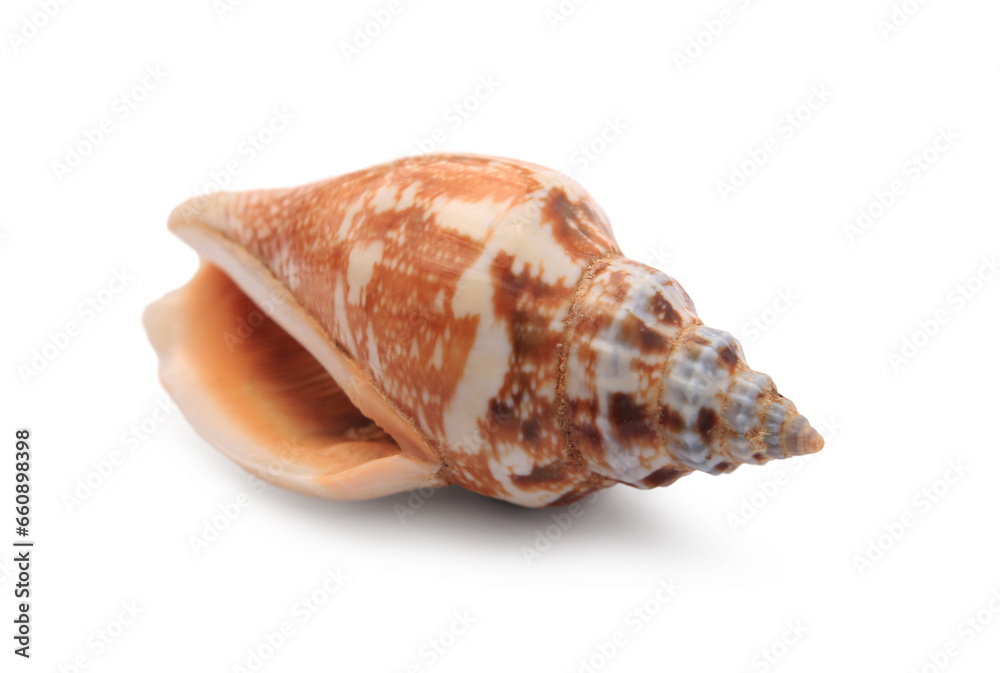 Beautiful seashell isolated on white. Beach object Beautiful seashell isolated on white. Beach object
