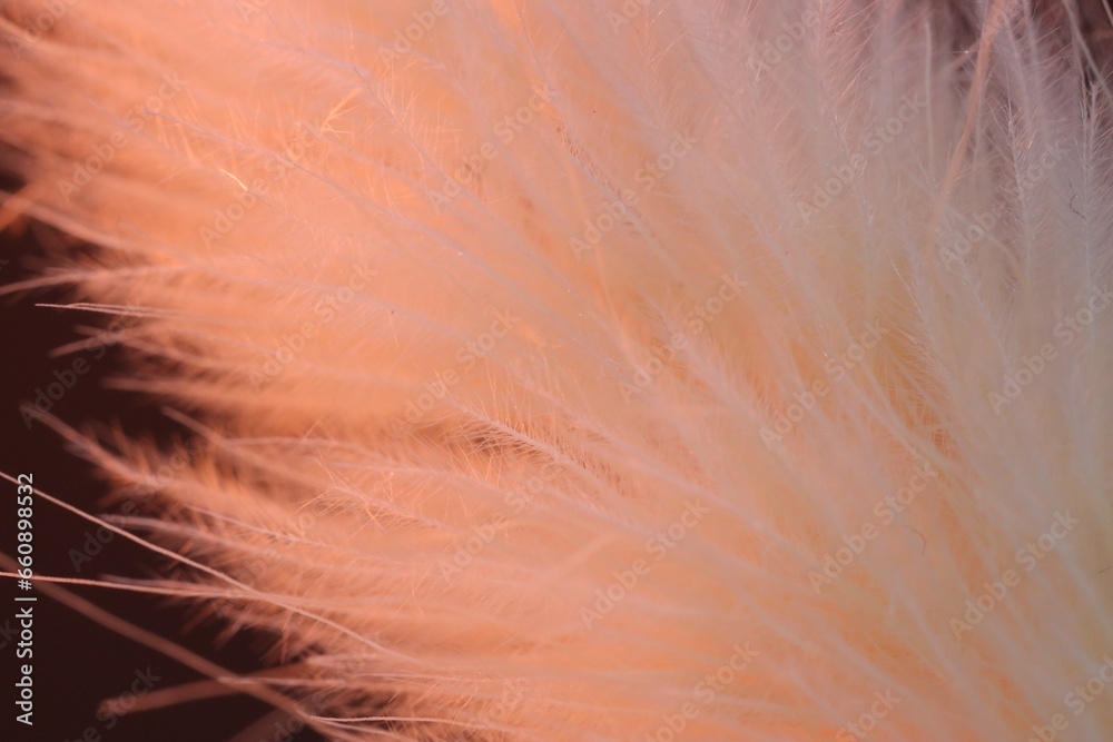 Naklejka premium Texture of beautiful dried Lagurus plant, macro view