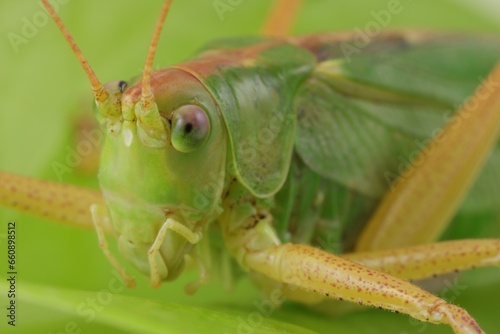 Small green grasshopper. Macro photography of insect