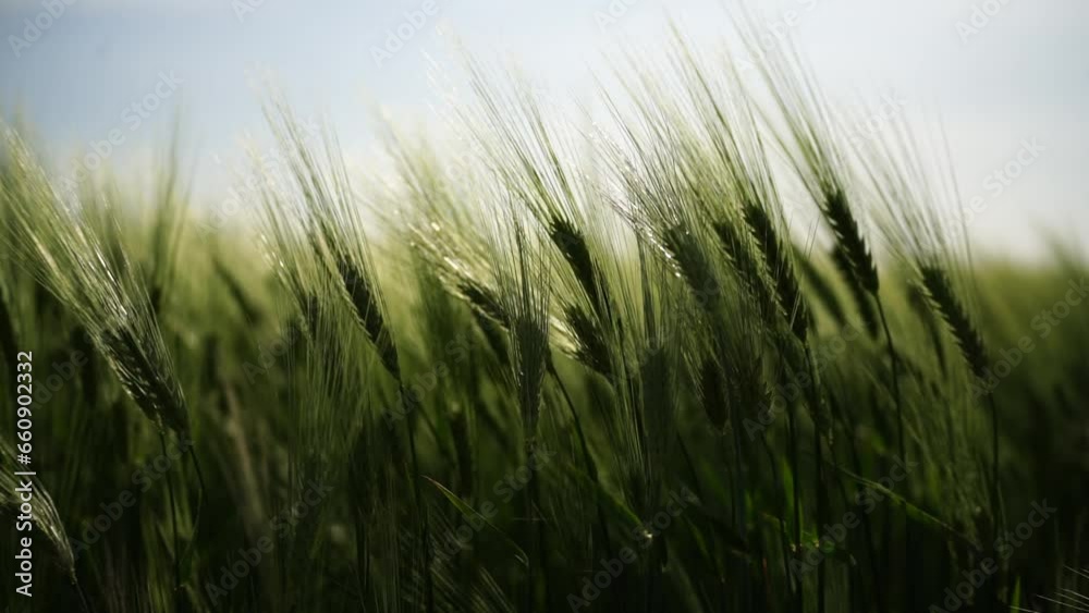 Wheat green field agriculture. The wind sways ears of barley wheat in the field, waves of crops at sunset. Agricultural business Wheat green field agriculture. The wind sways ears of barley wheat in the field, waves of crops at sunset. Agricultural business