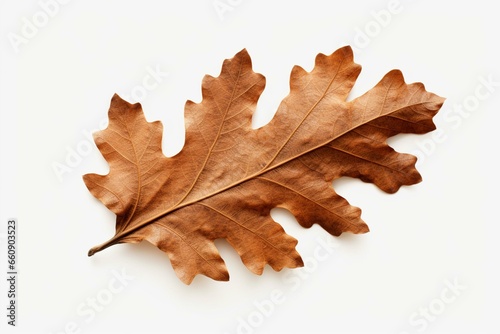 Isolated oak leaf. Generative AI