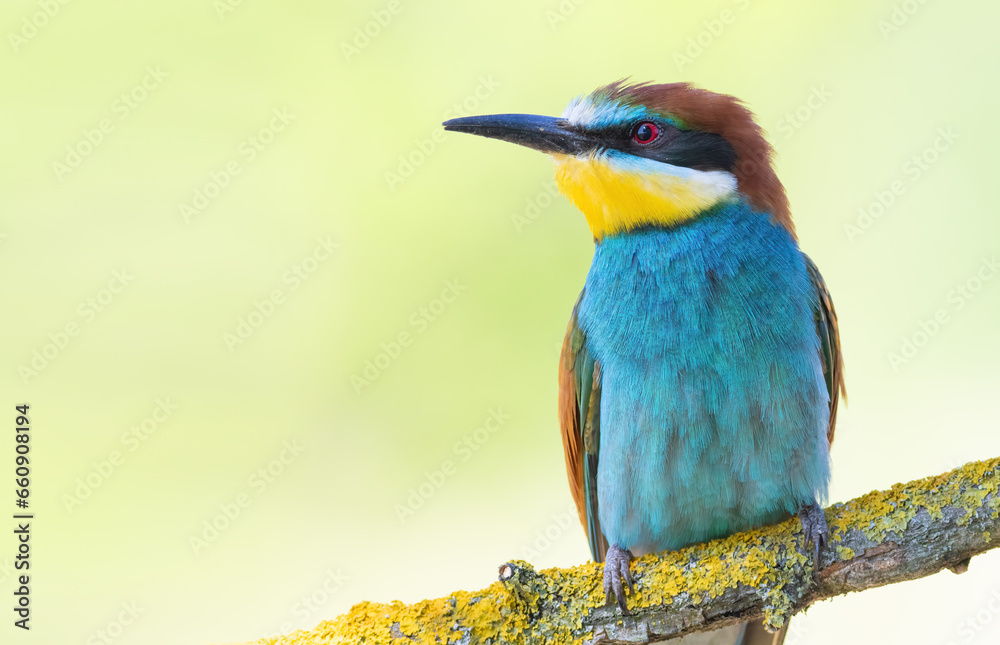 European bee-eater, merops apiaster. A bird sits on a branch on a smooth background