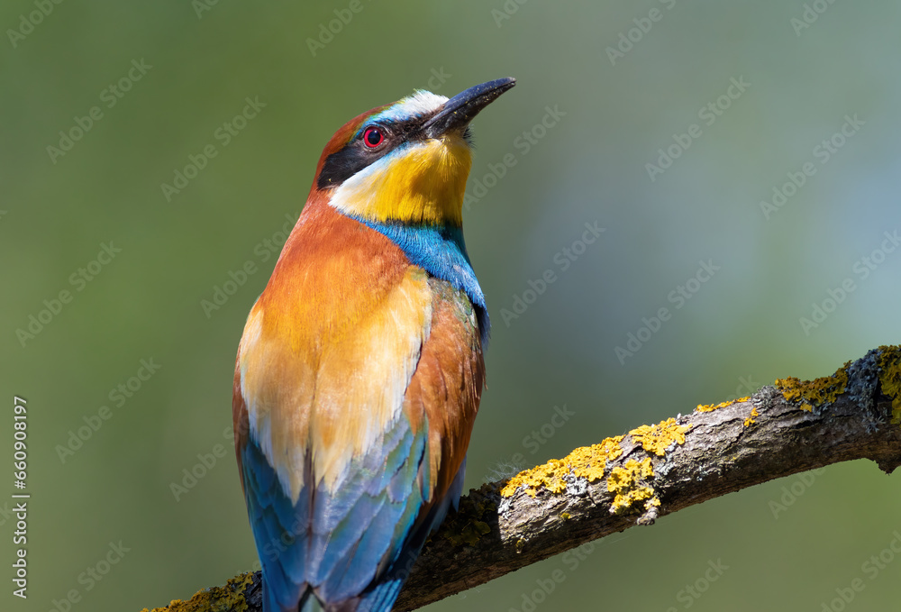 Fototapeta premium European bee-eater, merops apiaster. A bird sits on a beautiful branch on a blurry background