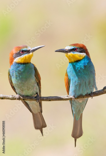 European bee-eater, merops apiaster. In the early morning a family of birds sits on a branch