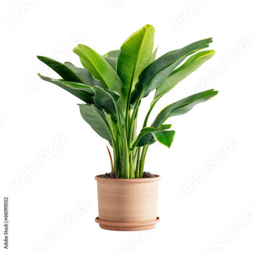 Potted banana tree musa. Isolated on transparent background.