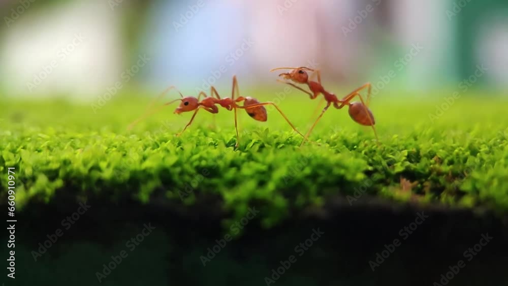 Asian Weaver Ants (Scientific name - Oecophylla smaragdina, Weaver Ant, Green Ant, Green Tree Ant, Semut, Orange Gaster) helping each others on green Moss (Barbula indica) - Macro video, closeup view