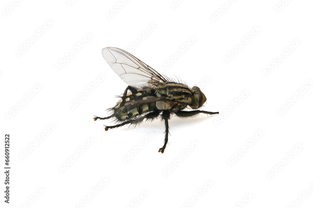 Fly on the white background in macro scale | Mucha na białym tle w skali macro Fly on the white background in macro scale | Mucha na białym tle w skali macro