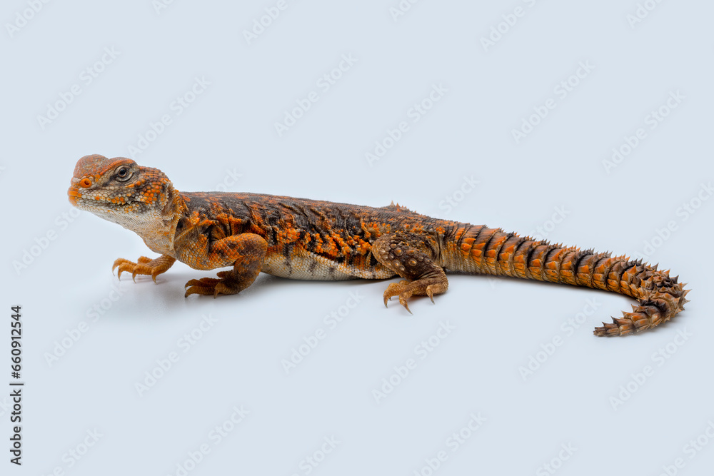 Naklejka premium Saharan spiny-tailed lizard (Uromastyx geyri) is a species endemic to North Africa.