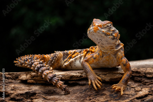 Saharan spiny-tailed lizard (Uromastyx geyri) is a species endemic to North Africa. photo