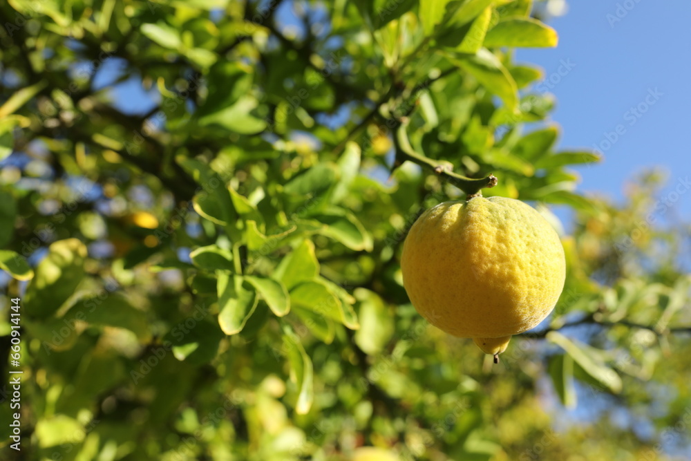 Zitronenbaum unter blauem Himmel