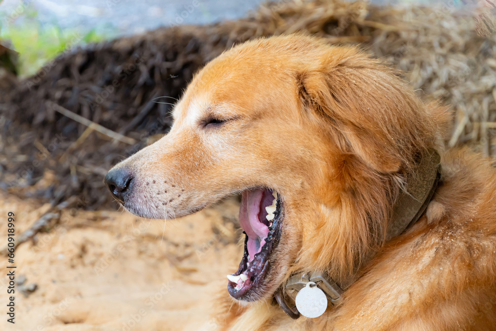 A golden retriever sits on a pile of sand with his mouth open and yawning. A golden retriever sits on a pile of sand with his mouth open and yawning.