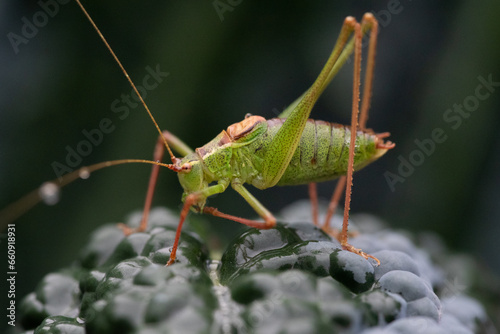Makroaufnahme einer Heuschrecke, die auf einem nassen Grünkohlblatt sitzt