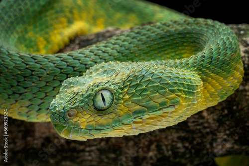 West African Bush Viper, or West African Leaf Viper (Atheris clorechis), are a gorgeous viper from Western Africa.