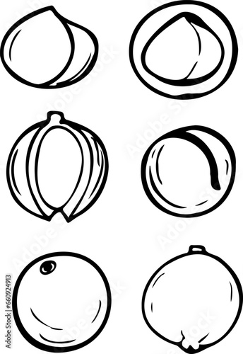Hand drawn vector line set of macadamia.