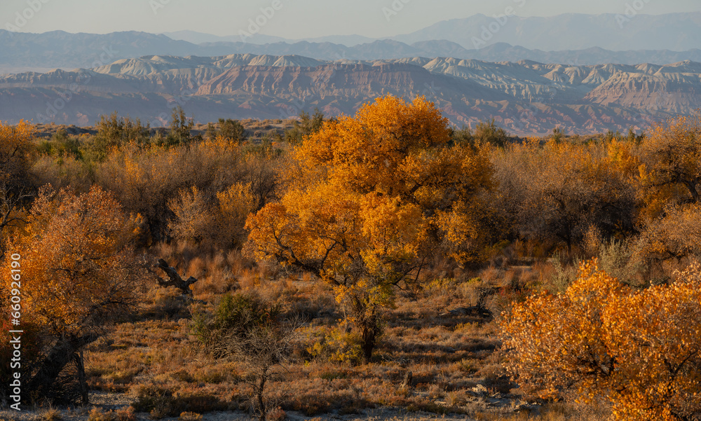 Fototapeta premium Picturesque turangas (trees from the poplar genus) on an autumn evening