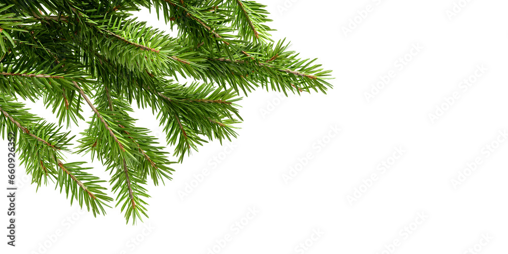 Pine branch isolated on white background