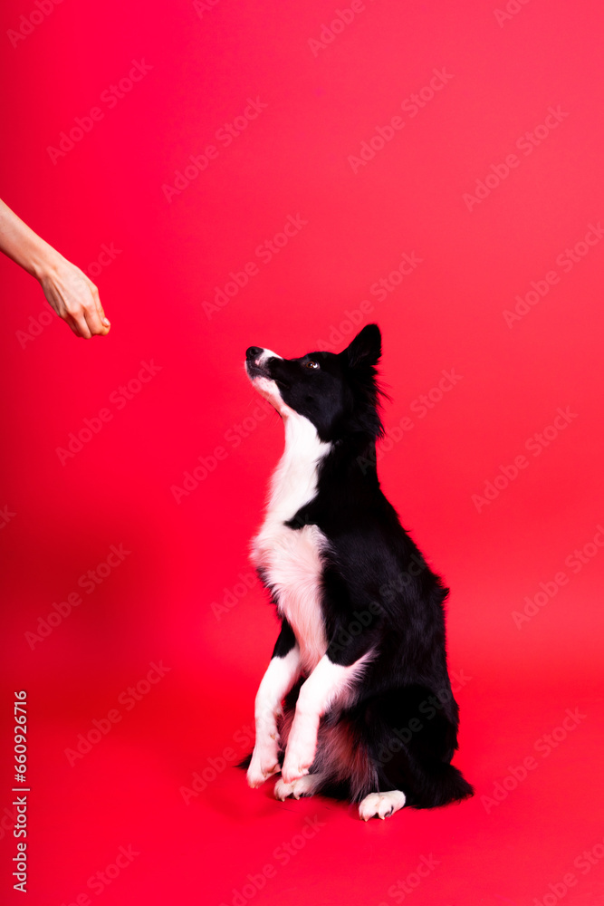 Friendship between people and animals, studio shot, love, tender, warm feeling and emotion