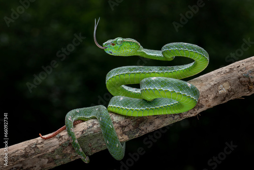 The Hagen's Pit Viper - Trimeresurus hageni, is a species of pit viper, a venomous snake, in the subfamily Crotalinae of the family Viperidae. The species is endemic to Southeast Asia.