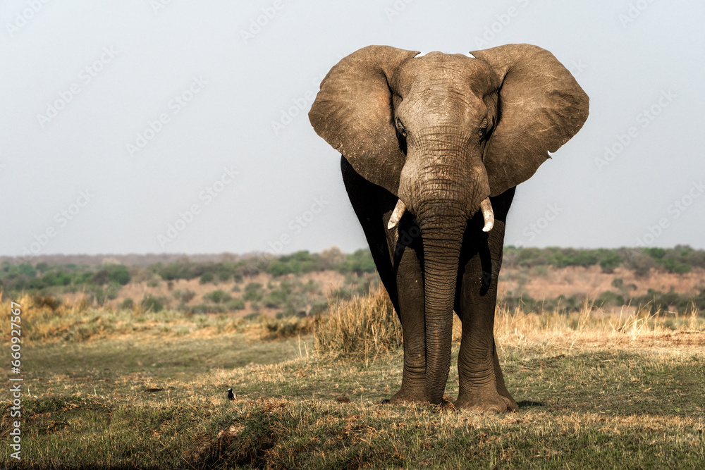 African elepahant
