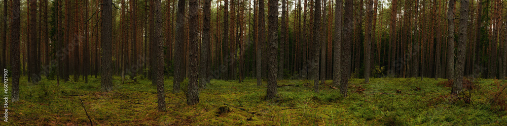 deep pine mossy forest with tall trees. widescreen panoramic side view