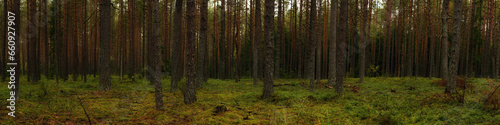 deep pine mossy forest with tall trees. widescreen panoramic side view © gluuker
