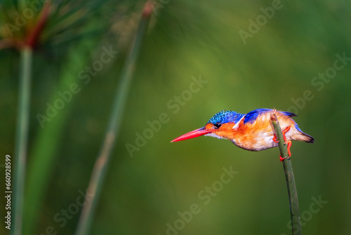 Malachite Kingfisher