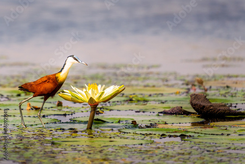 african jacana