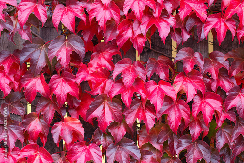 Fence covered in red ivy autumn leaves. Fall season, october. Red autumn ivy leaves on the wall, background. Red leaves of maiden grapes