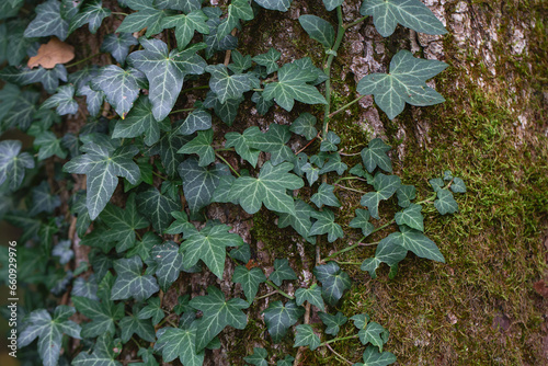lush green ivy leaves. Green ivy leaves with white veins growing on a bush climbing on a tree. Evergreen plant wall. A green ivy leaves - climbing or ground-creeping woody plant.