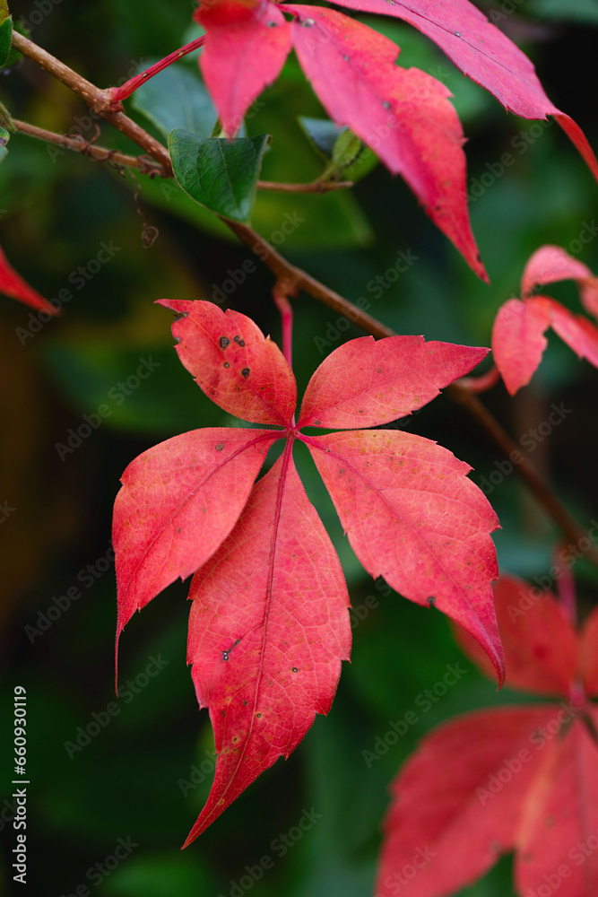 Fence covered in red ivy autumn leaves. Fall season. Red autumn ivy leaves on the wall, background Fence covered in red ivy autumn leaves. Fall season. Red autumn ivy leaves on the wall, background