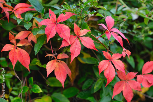 Fence covered in red ivy autumn leaves. Fall season, october. Red autumn ivy leaves on the wall, background. Red leaves of maiden grapes