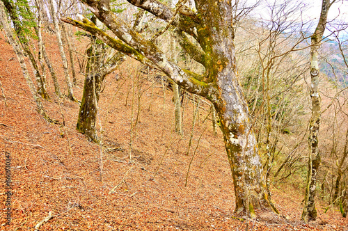 丹沢の富士岬平 晩秋の甲相国境尾根 ブナの双樹 