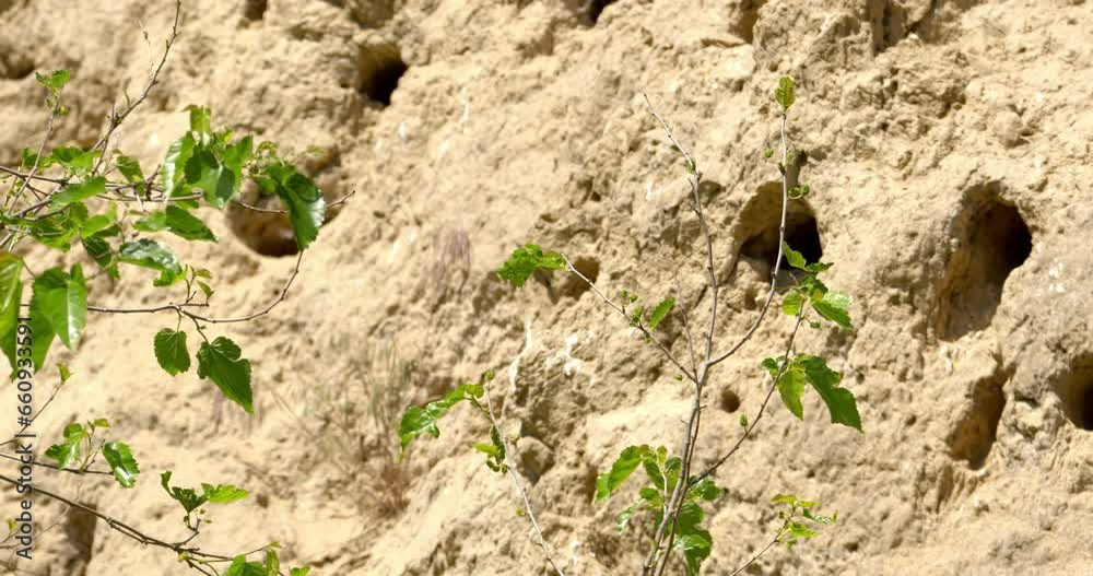 A bee-eater bird stands on the branches of a tree in the middle of its colonial nests A bee-eater bird stands on the branches of a tree in the middle of its colonial nests