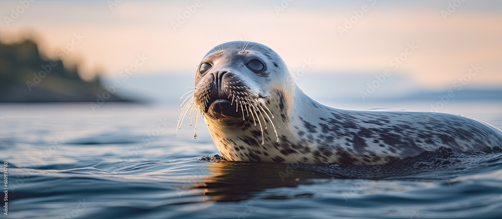 Fototapeta premium seal in the harbor With copyspace for text
