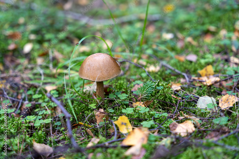 Leccinum scabrum, commonly known as the rough-stemmed bolete, scaber stalk, and birch bolete mushroom in forest
